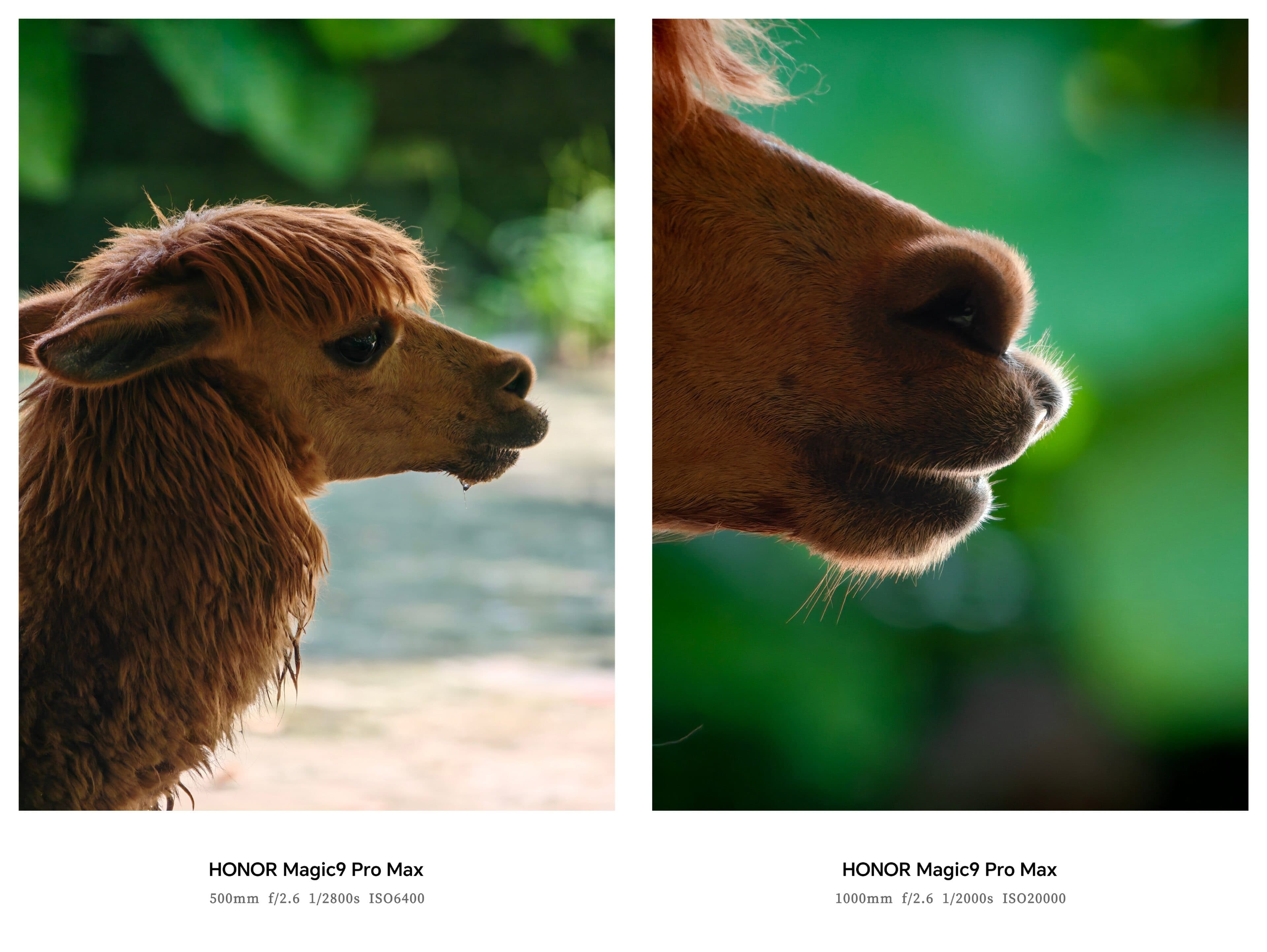 Honor-provided long-range teleconverter sample photo from Magic 9 Pro Max